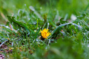 Dandelion flower among wet grasses with glittering dew drops