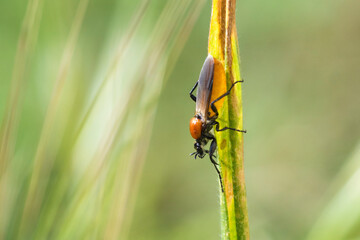 Female marchfly on a leaf, Bibio Hortulanus, garden march fly