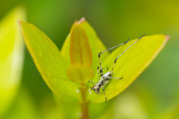 Mediterranean Katydid nymph on a leaf, Phaneroptera Nana