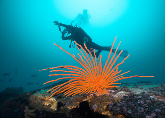 A large orange Flagellar sea fan or Whip fan (Eunicella albicans) growing on a shipwreck with a...