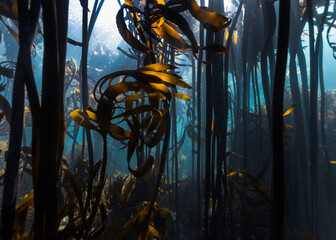 A kelp forest with Ecklonia maxima from below with the tall stalks reaching up to the water surface and some short Laminaria pallida leaves swaying in the surge in the foreground - obrazy, fototapety, plakaty