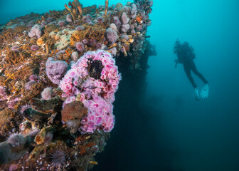 Close-up of a shipwreck underwater covered in coral and other sea life with a diver silhouette in the background