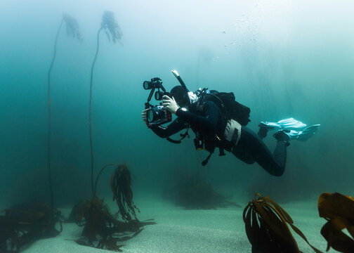A scuba diver with a compact camera taking pictures underwater in the kelp forest