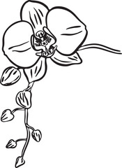 Orchids sketch. Hand drawn outline converted to vector. Isolated luxury flowers. Hand drawn line leaves branches and blooming. Wedding elegant wildflowers for invitation save the date card.