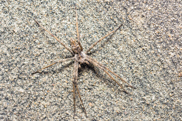 Camouflaged spider on a granulated wall