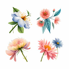 collection of drawn watercolor flowers