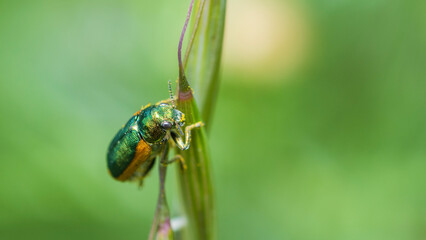 Fototapeta premium Case-bearing leaf beetle, Smaragdina Limbata