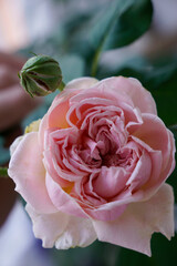 Close up photo of Japanese breed Mary Lennox rose and rose bud                                     