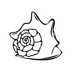 Vector isolated illustration of a shell.