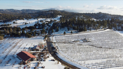 Winter snows cover the vineyards around Julian, southern California. - obrazy, fototapety, plakaty