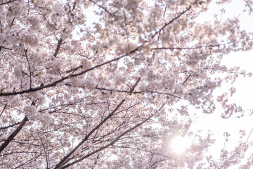 Cherry Blossoms in spring with Soft focus, in Korea