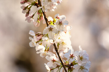 Fototapeta premium tree blossom