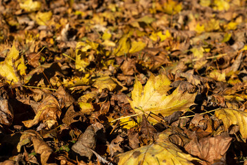 Autumn