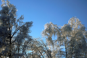 The trees are covered with snow and ice against a clear blue sky. Winter nature