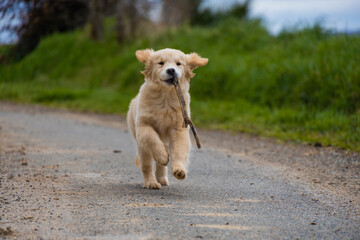 little labrador golden retriever puppy fun playing jumping runs with a stick in a park with green grass
