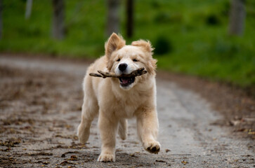 little labrador golden retriever puppy fun playing jumping runs with a stick in a park with green grass