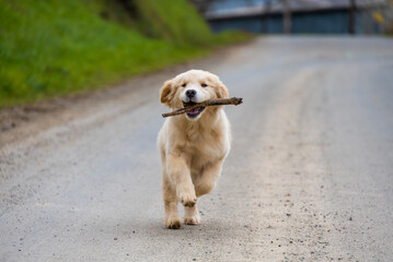 little labrador golden retriever puppy fun playing jumping runs with a stick in a park with green grass