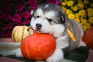 puppies of alaskan malamute siberian husky cute photo with pumpkin and chrysanthemums