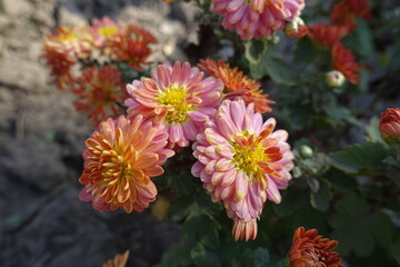 Florescence of pinkish orange Chrysanthemums in mid October