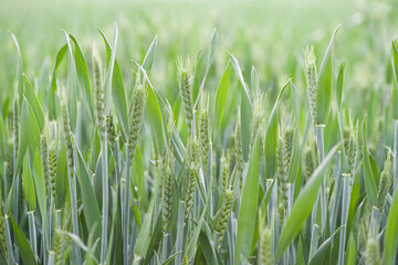 young green wheat growing in field