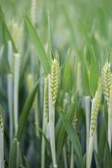 young green wheat growing in field