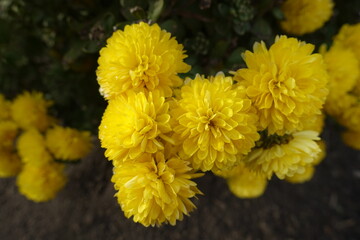 Bold yellow flowers of Chrysanthemums in November