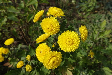 Button shaped yellow flowers of Chrysanthemums in October