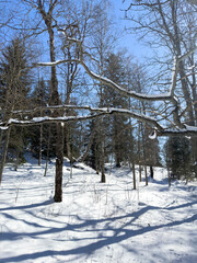 snow covered trees
