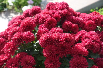 A lot of red flowers of Chrysanthemums in October