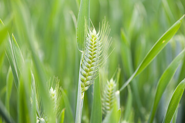 young green wheat growing in field