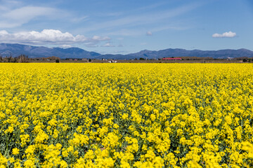 Fototapeta premium Catalan countryside landscape in spring, with flowers