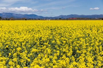 Obraz premium Catalan countryside landscape in spring, with flowers