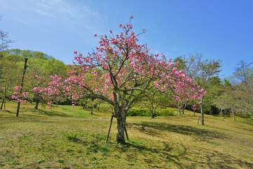 晴天のもとの桜