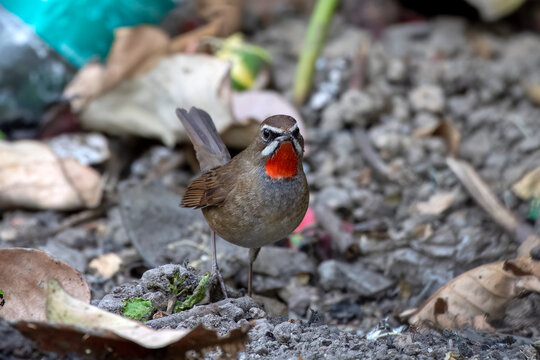 Siberian rubythroat or Calliope calliope observed in Rongtong in West Bengal