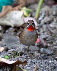 Siberian rubythroat or Calliope calliope observed in Rongtong in West Bengal
