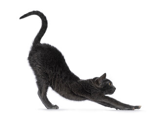 Cute young Korat cat, standing side ways stretching in yoga pose. Looking towards camera. Isolated...