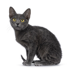 Cute young Korat cat, sitting up side ways. Looking towards camera. Isolated on a white background.