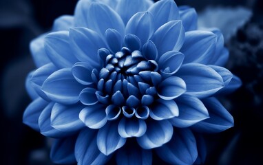 Blue dahlia flower. Generative AI technology.