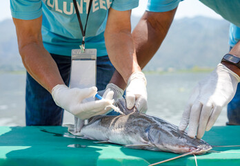 volunteers led by a biologist  injecting microchips to reproduce fish by the river for conservation...