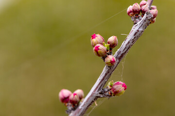 The new buds begin to appear in the spring