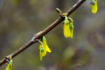 The new buds begin to appear in the spring