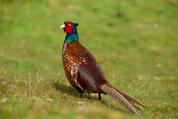Close up of a  colourful, alert Ring-necked cock pheasant in Springtime, strutting along green pasture, facing left.  Scientific name: Phasianus Colchicus.   Horizontal.  Space for copy.