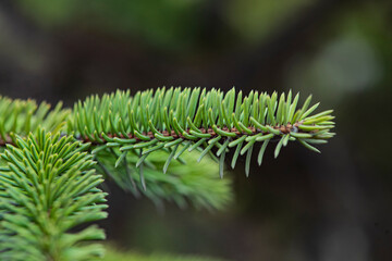 The new buds begin to appear in the spring