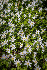 Anemone nemorosa, commonly known as wood anemones, in the early spring sunshine