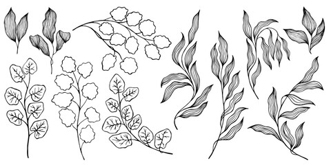 Aspen leaf, willow branch, eucalyptus foliage, ivy twig illustration vector collection. Plant isolated branches, twigs and leaves - black on white background. Decorative design elements. Aspen, ivy