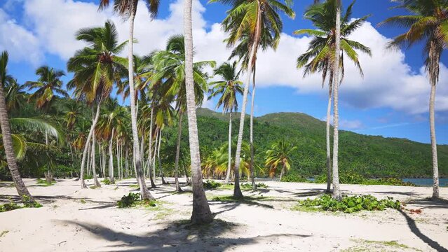 Beautiful beach landscape with palm trees on white sand against a blue sky with clouds. Paradise island on a sunny summer day. Romantic idealistic image of an exotic beach holiday.