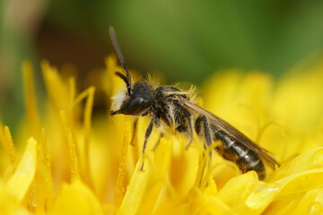 Close-up on a male of the red-bellied miner solitary bee, Andrena ventralis in a yellow dandelion flower