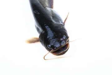 A catfish isolated on a white background