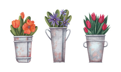 A collection with flower arrangements in metal buckets. Watercolor illustration. Nature. Natural. Plants. Blossom. Narcissists. Handmade work. Art. Design. Bright. Garden. Spring and summer.