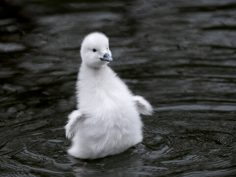 schwarthalsschwank&uuml;ken schwimmend auf dem Teich